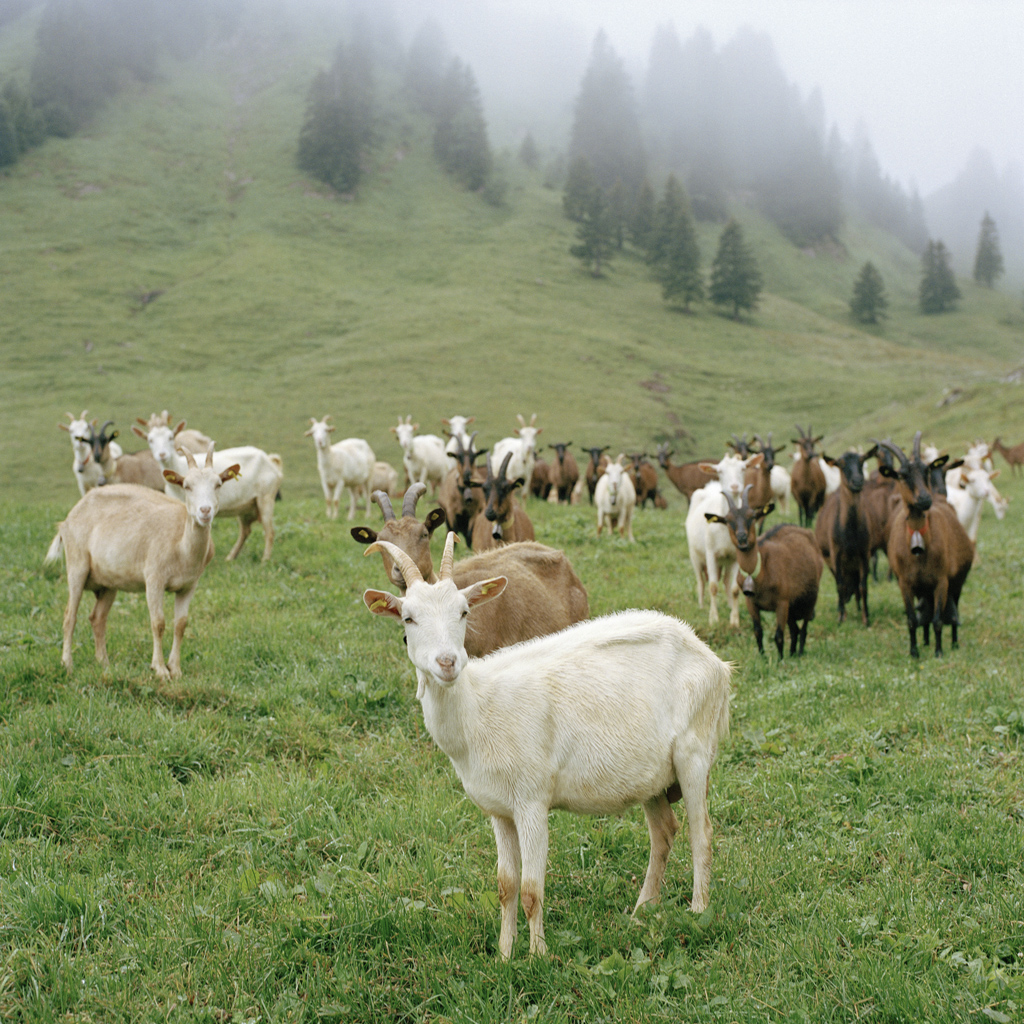 Les Gingolais - Troupeau de chèvres à l'alpage de Neuvaz-Dessous